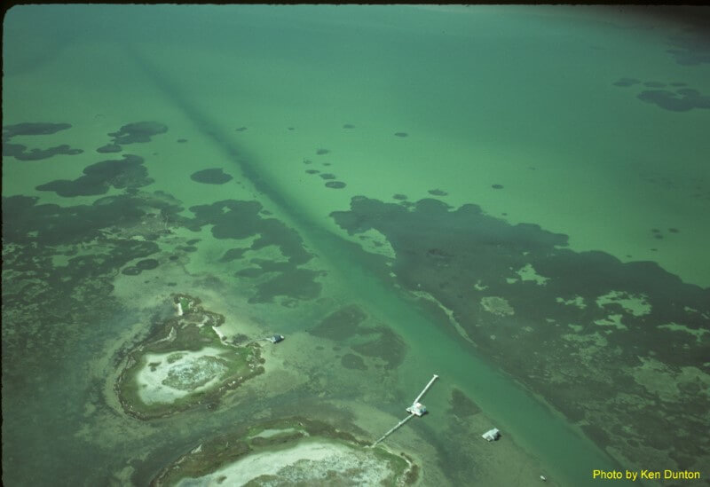aerial view of a seagrass bed