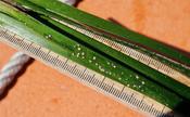 Spirorbid worms and encrusting epiphytes on blades of Thalassia testudinum 2017