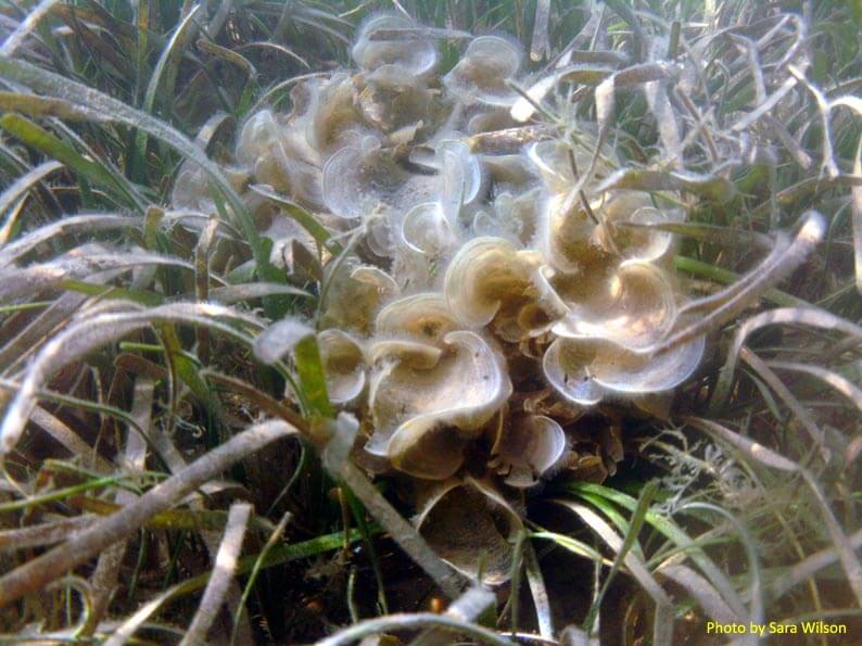 Macroalgae sits on seagrass