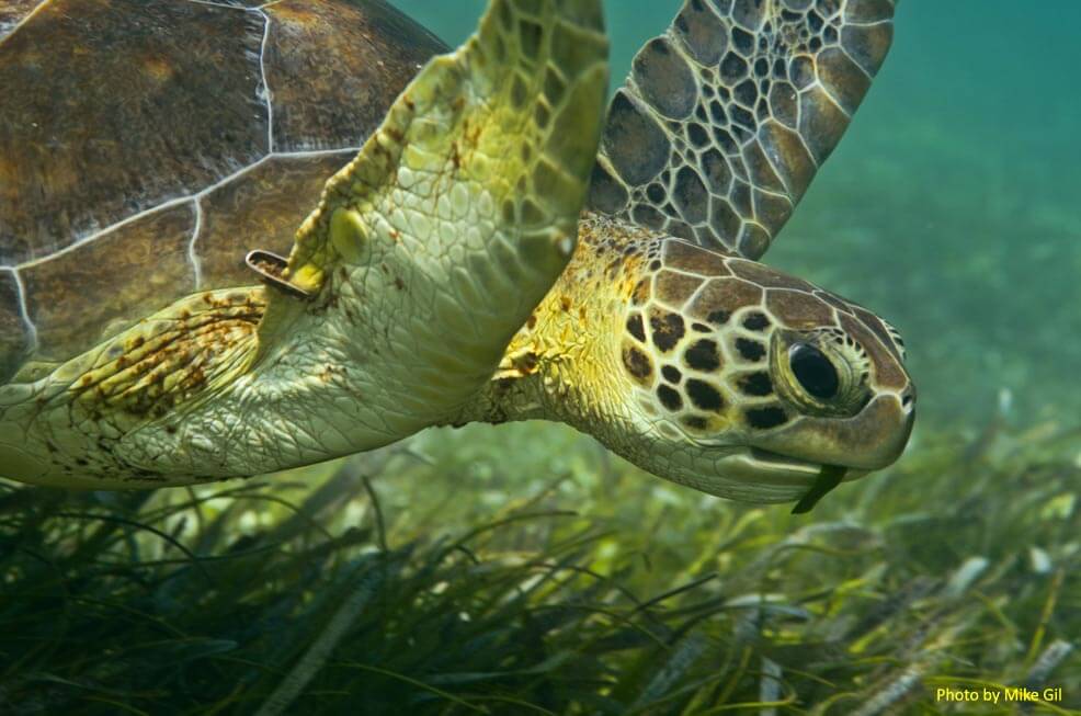 Sea turtle eating Thalassia