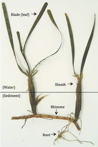 Seagrass Anatomy